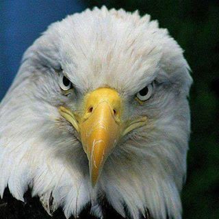 Profile Picture of Donald Eagle (@Donald-Eagle) on Facebook