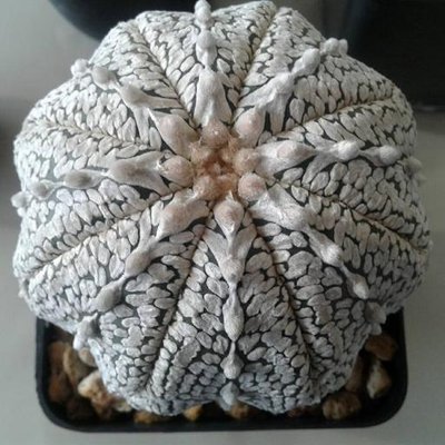 Profile Picture of Tim John (@TimMatcha) on Twitter