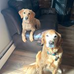 Profile Picture of Ralph And Winnie (@ralphandwinnie) on Instagram