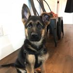 Profile Picture of Colt Bennett Springer (@coltbennett_theshepherd) on Instagram