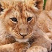 Kerry Cotton - Youtube Profile Picture of Kerry Cotton (@kerrycotton3397) on Youtube