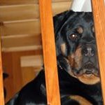 Profile Picture of Lisa Donnelly (@teamdonnellynh) on Instagram