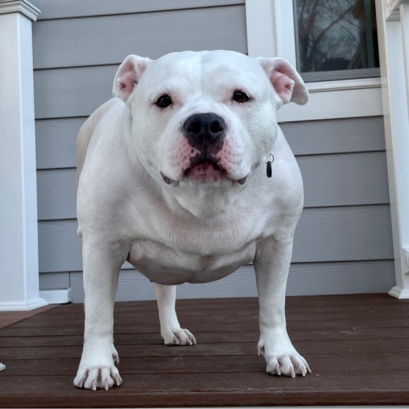 Profile Picture of Waseem Malik (@kush_wa5eem) on Poshmark