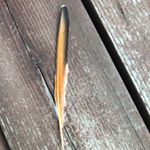 Stella Alvarez - Instagram Profile Picture of Stella Alvarez (@stella.alvarez7) on Instagram