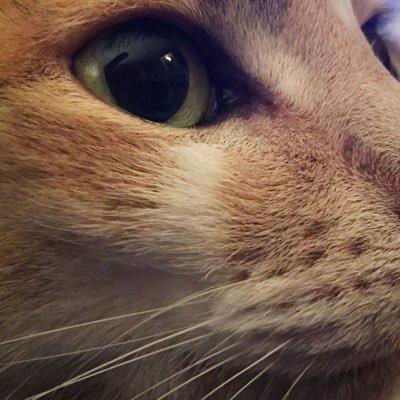 Profile Picture of Daniel Fritz (@Fritzland30) on Twitter