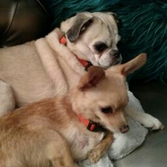 Profile Picture of Ginger Carroll (@gac4158) on Poshmark