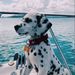 Profile Picture of Faith Benjamin (@shilohbenjamin) on Pinterest
