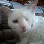 Profile Picture of Janice Blevins (@mom6cats) on Instagram