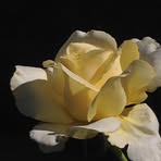 Profile Picture of Roberta Dobbie (@roberta.dobbie.2025) on Facebook
