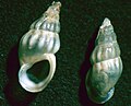 Profile Picture of Rissooidea - Wikipediaon Wikipedia