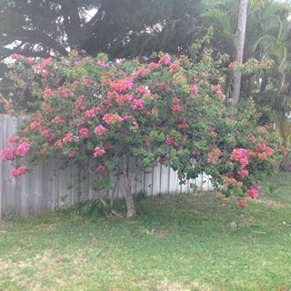 Profile Picture of Iris Thornber (@iris.thornber.5) on Facebook