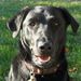 Profile Picture of Lori Farrow (@lorifarrow1) on Pinterest