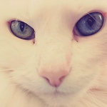 Profile Picture of K. Anderson (@junoesque.joneske) on Flickr