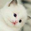 Profile Picture of Darwin Shao (@darwinshao) on Tiktok