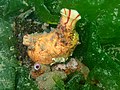 Profile Picture of Pyuridae - Wikipediaon Wikipedia