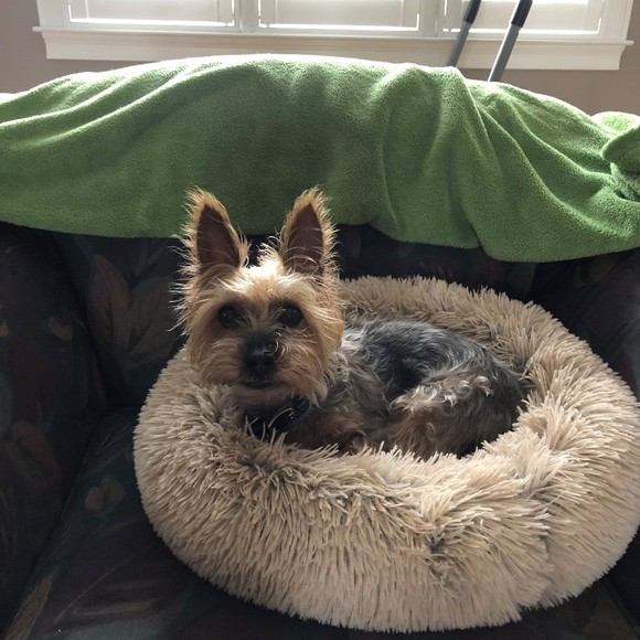 Profile Picture of Autumn Muise (@boothepanda) on Poshmark