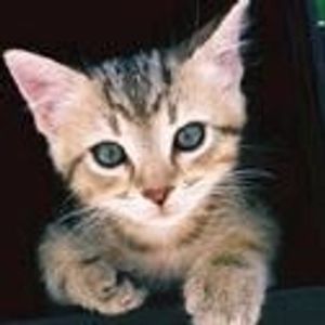 Profile Picture of Marija Love (@247285041) on Myspace