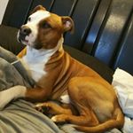 Profile Picture of jim holden (@jimjohnsonson) on Instagram