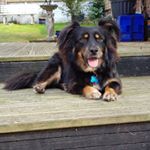 Profile Picture of Chip and Harper (@chipandharper) on Instagram