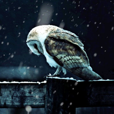 Profile Picture of James.A (@JamesSerenity) on Twitter