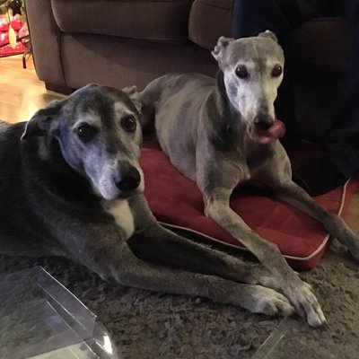 Profile Picture of Tilly & Mom Laura (@@Tillygreyhound) on Twitter