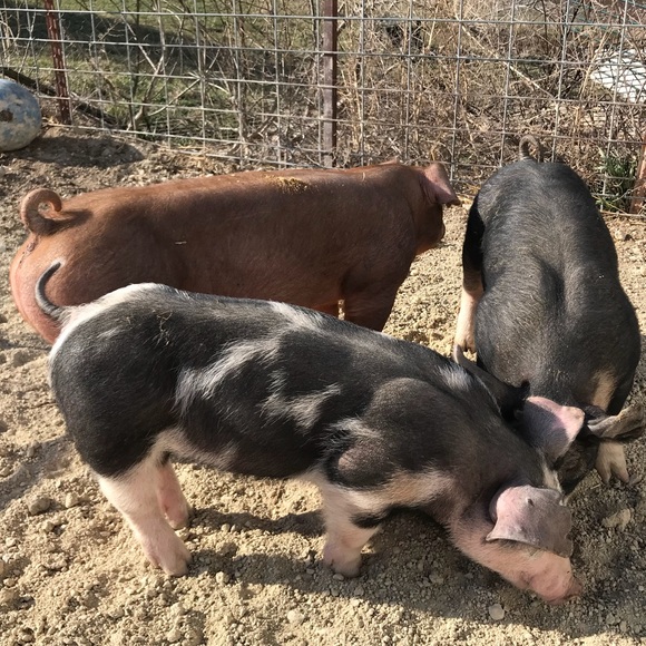 Profile Picture of Shelby Hettenbach (@srh19) on Poshmark