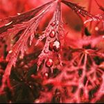 Profile Picture of Sean Covey (@coveyboy) on Instagram