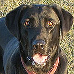 Profile Picture of Patrick Springer (@patrickspringer@rocketmail.com) on Flickr