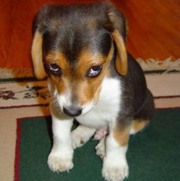 Profile Picture of Avraam Russo (@ppromitey) on Poshmark