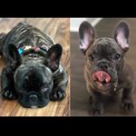 Profile Picture of Joey & Roman Sampson 🐾🐾 (@joeyandroman) on Instagram