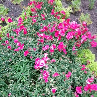 Profile Picture of Maninderjit Kaur (@Maninde84588705) on Twitter