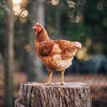 Profile Picture of corey farrar // farrar farms (@farrar.farms) on Instagram