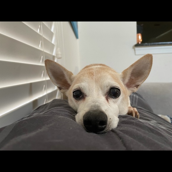 Diane Urtel - Poshmark Profile Picture of Diane Urtel (@dianeurtel) on Poshmark