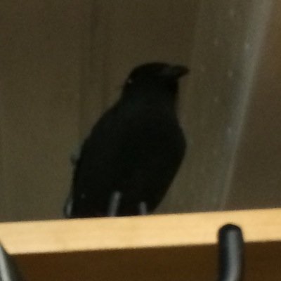 Profile Picture of Cheryl The Crow (@cheryldeadcrow) on Twitter