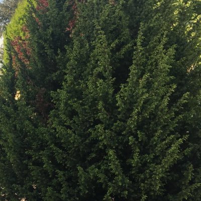 Profile Picture of Mims (@LeilaDaoud1) on Twitter