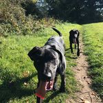 Profile Picture of Diesel&Ralph (@thedogbrotherhood) on Instagram