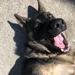 Profile Picture of Echo Martinez (@el_k9echo) on Instagram