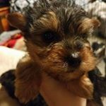 Profile Picture of Kenneth Bloom Jr (@kennethbloomjr) on Instagram