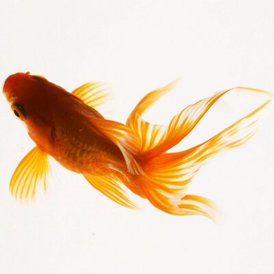 Profile Picture of Lim Wong (@LimWongMalaysia) on Twitter