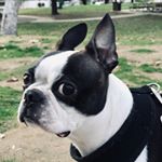 Profile Photo of Honey Boba the Boston Terrier (@boba.barbara) on Instagram