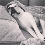 Profile Picture of Lucy Cojuangco Abraham (@onedogonecouch) on Instagram