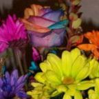 Profile Picture of Annessa Clark Russell (@annessar) on Pinterest