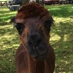 Profile Picture of Talia Samuel-Devaney (@tali_spam_lame_) on Instagram