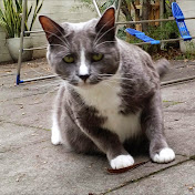 Profile Picture of Bo Huang (@alanbohuang) on Youtube