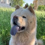 Profile Picture of Gigi The Chow (@gigithechow) on Instagram
