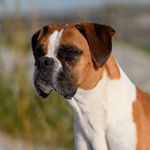 Profile Picture of ABBY_THE_BOXER_ (@abby_the_boxer_) on Instagram