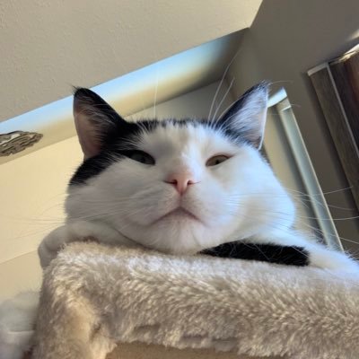 Profile Picture of Louai Museitef (@LouaiMuseitef) on Twitter