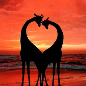 Profile Picture of Shahryar (@relaxingnaturescenery1) on Pinterest