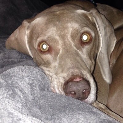 Profile Picture of Scott A Linquist (@ScottALinquist) on Twitter