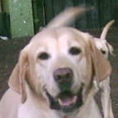 Profile Picture of Ken Tseng (@k9xp) on Twitter